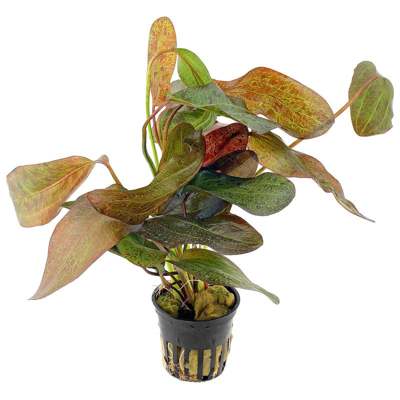 Echinodorus &#39;Ozelot red&#39;