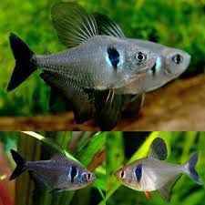 Black Phantom Tetra (Hyphessobrycon megalopterus)