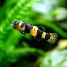 Bumblebee Goby (Brachygobius doriae)