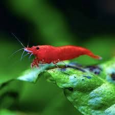 Fire Red Shrimp (Neocaridina davidi)