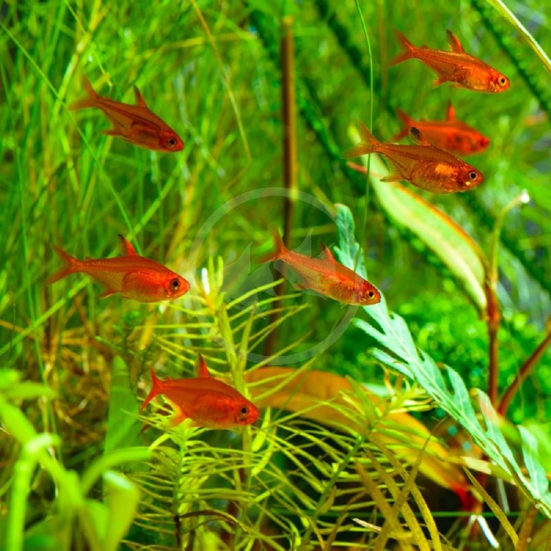Ember Tetra (Hyphessobrycon amandae)