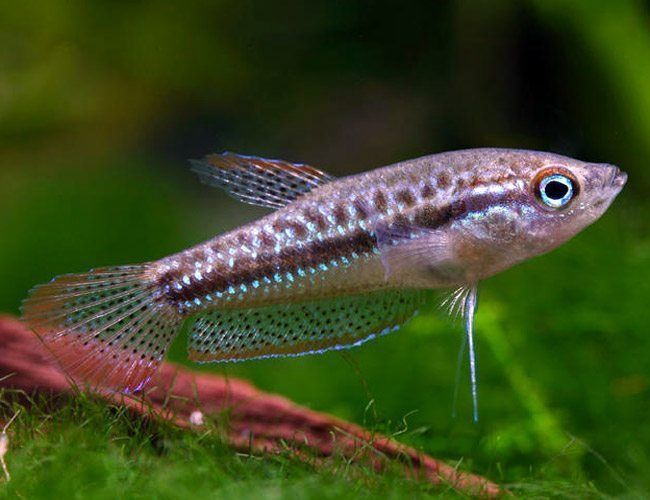 Sparkling Gourami (Trichopsis pumila)