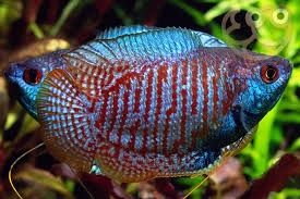 Neon Dwarf Gourami (Trichogaster lalius) Pair