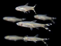 Black Scissortail Rasbora (Rasbora trilineata)