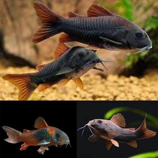 Black Venezuelan Corydoras