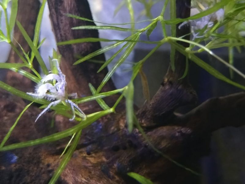 Thai Micro Crabs (Limnopilos naiyanetri)