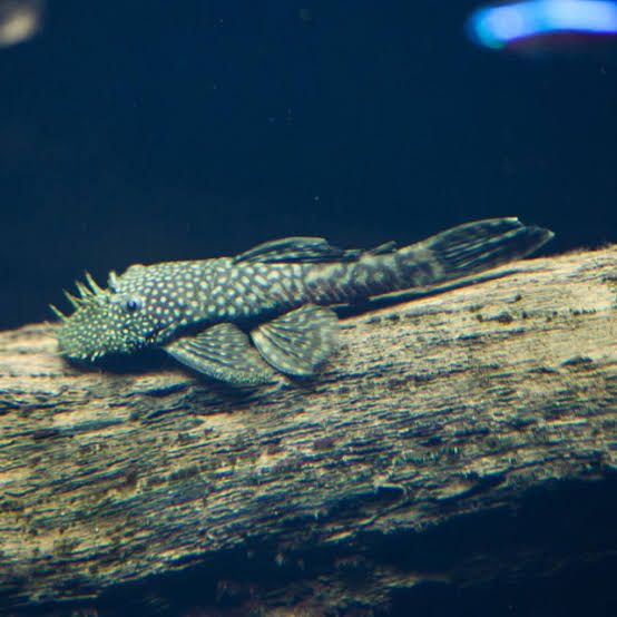Bristlenose Pleco (7-12cm)