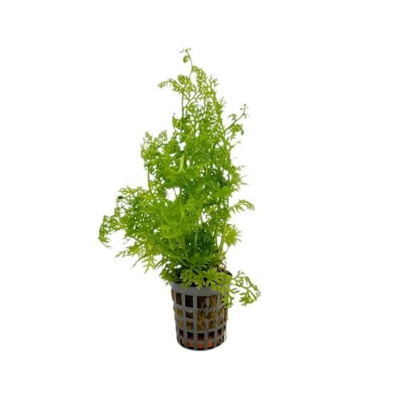 Ceratopteris siliquosa &#39;Water Fern&#39;