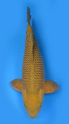Chagoi Nisai Koi (28-35cm)