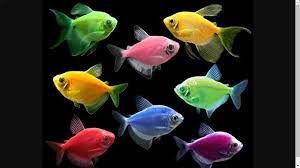 Assorted GMO / Glo Tetra