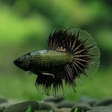 Black Copper Halfmoon Betta Male