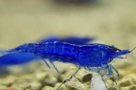 Blue Dream / Blue Diamond Shrimp