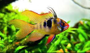 German Blue Ramirezi