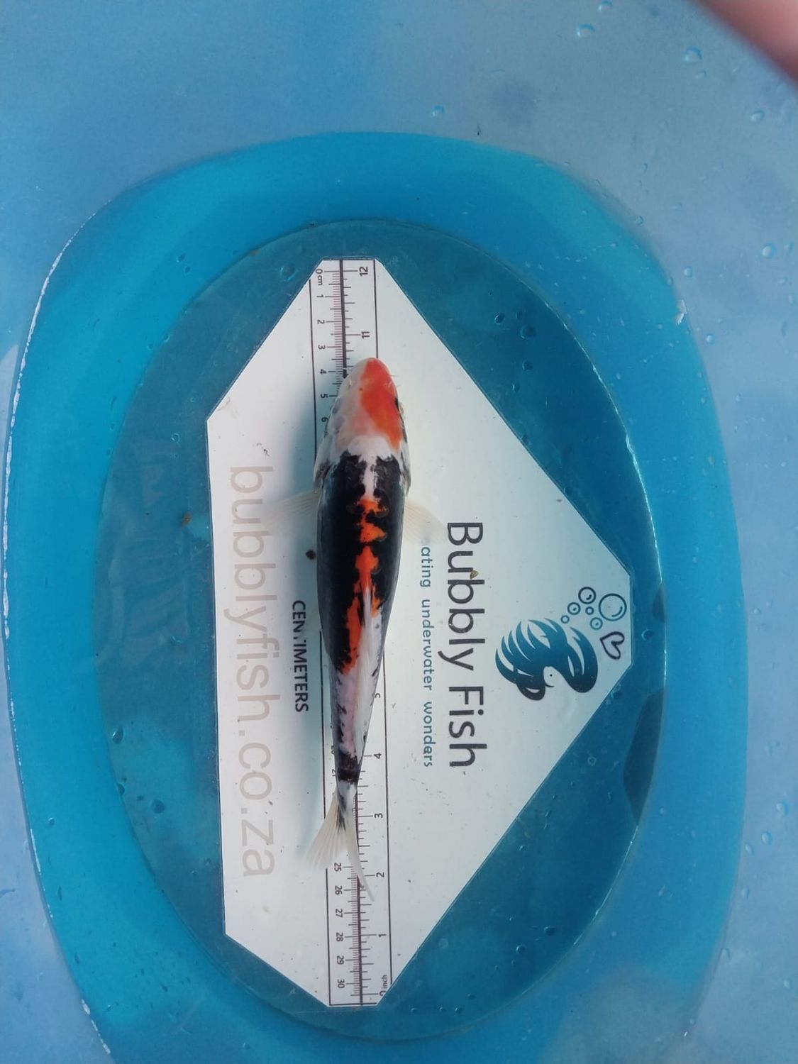 Beni Kumonryu Nisai Koi (24cm)