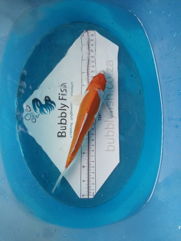 Kikusui Nisai Koi (24-30cm)
