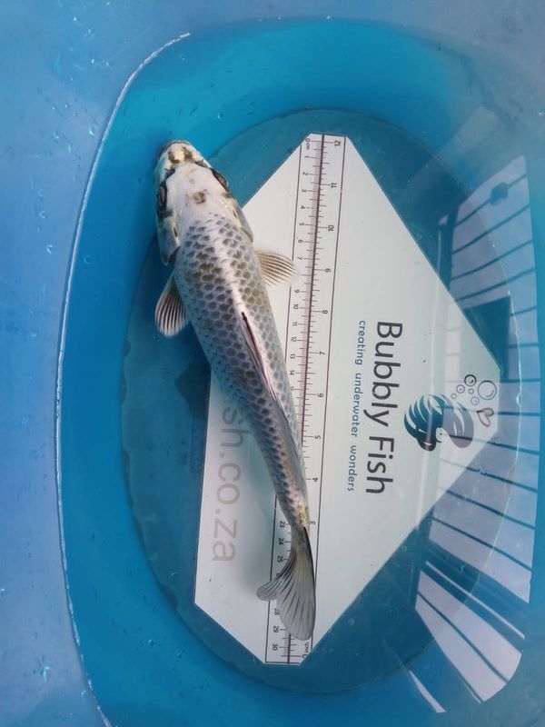 Kogane Ochiba Shigure Nisai Koi (25–35 cm)