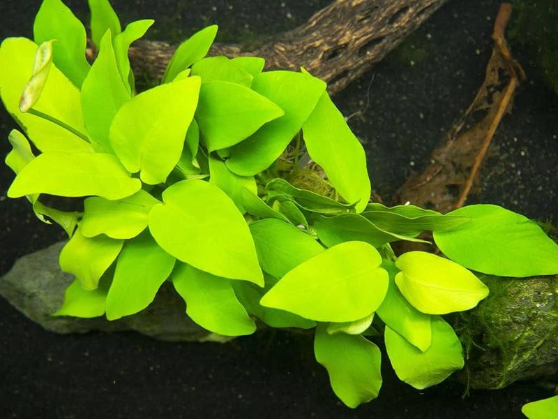 Anubias barteri var. nana Petite 'Gold'