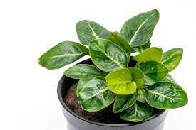 Anubias barteri var. nana &#39;Stardust&#39;