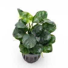 Anubias barteri var. nana &#39;Round Leaf&#39;