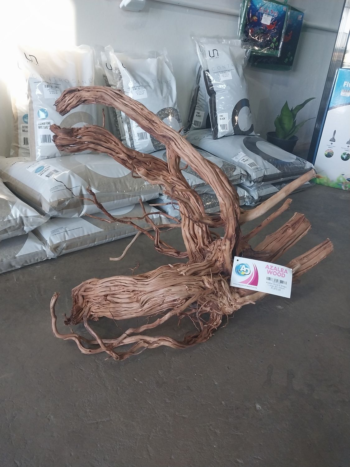 Azalea Wood-S Shape, Size: Large (60-100cm)