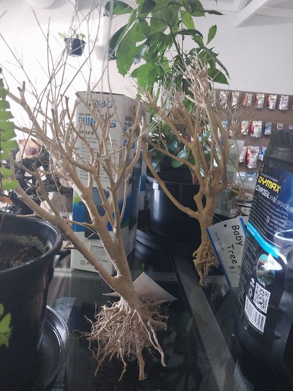 Baby Tree (25-35cm)