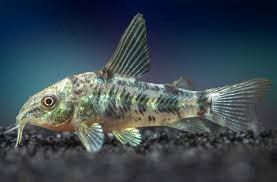 Pepper Corydoras
