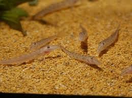 Horseface Loach