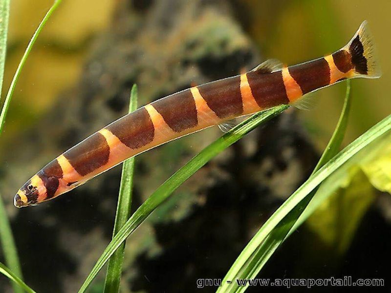 Striped Kuhli Loach