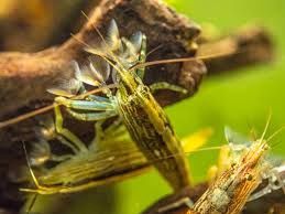 Bamboo Shrimp