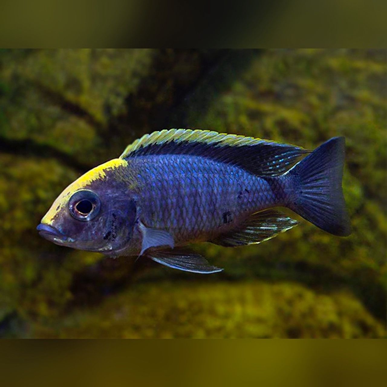 Sulfurhead Peacock (7.5cm)
