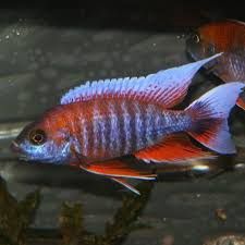 Freiberg&#39;s Peacock (7.5cm)