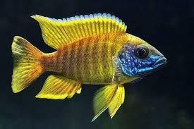 Yellow Peacock (7.5cm)