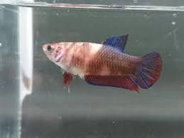 Halfmoon Betta Female