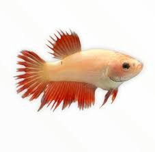 Crowntail Betta Female