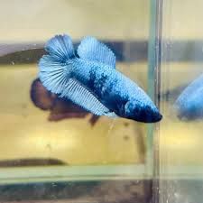 Double tail Betta Female