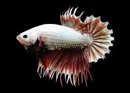 Crowntail Plakat Koi Betta Male