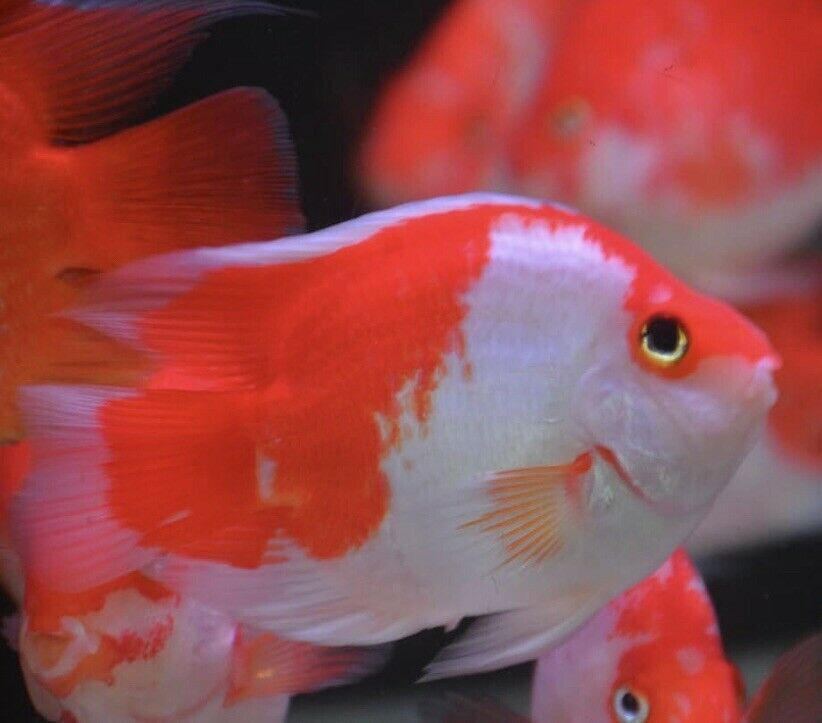 Red and White Blood Parrot (Large)