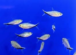 Blackline Tail Costae Tetra
