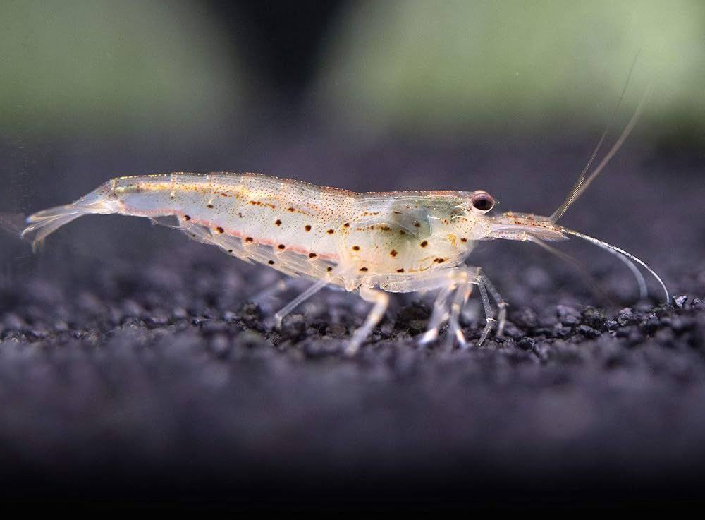 Amano Shrimp