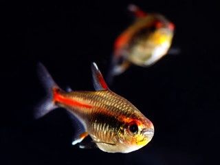 Glowlight Tetra