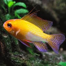 Golden Ramirezi