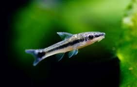 Otocinclus Affinis