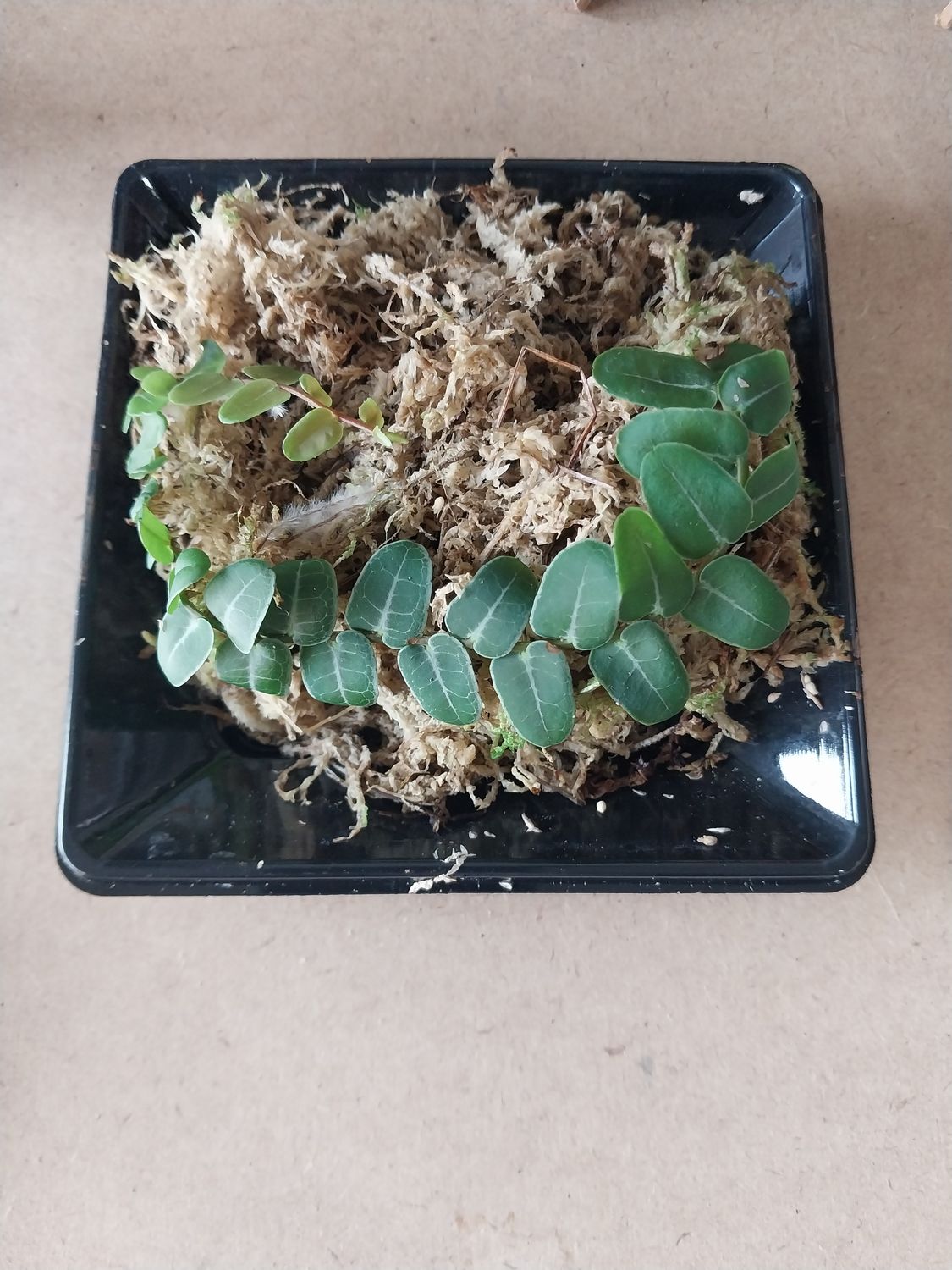 Live Marcgravia Umbellata (1pc)