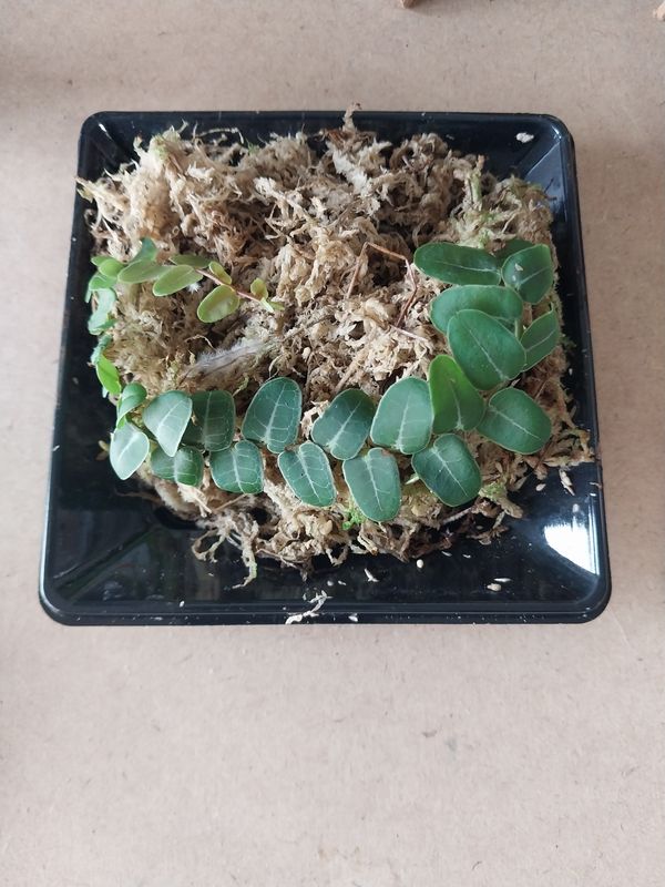 Live Marcgravia Umbellata (1pc)