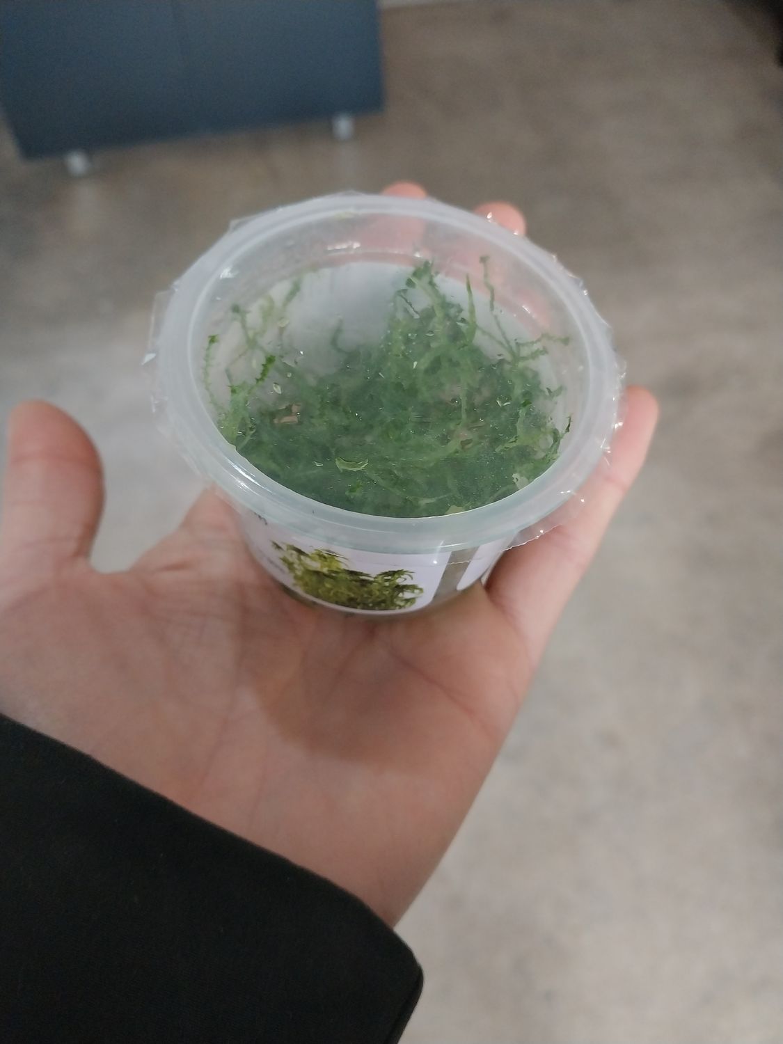 Live Sphagnum Moss (Cup)