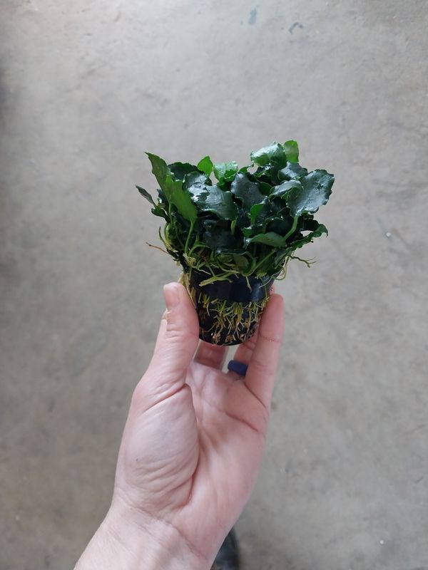 Anubias sp. ‘Kirin’