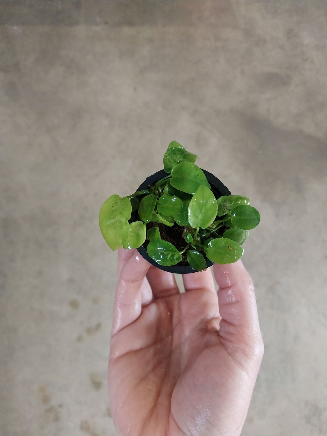 Anubias nana sp.
