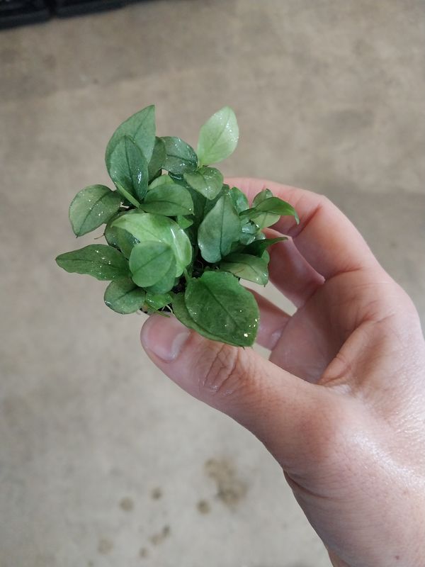 Anubias barteri var. nana &#39;Jade&#39;