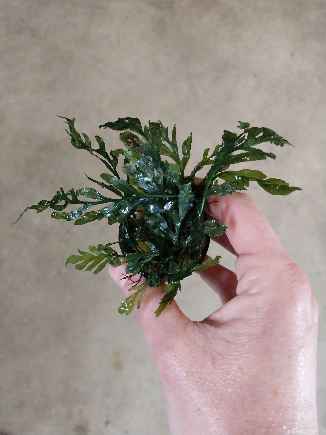 Bolbitis heudelotii fern