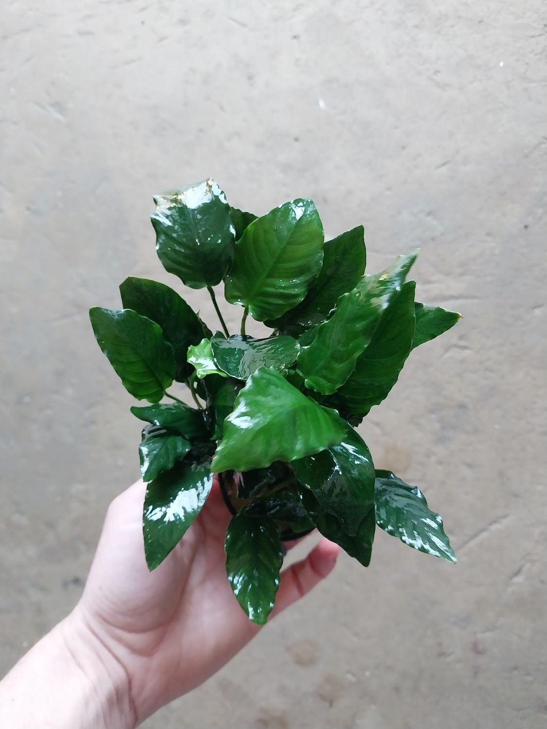 Anubias sp. ‘KingKong’